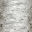 bark_birch